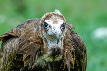 black vulture