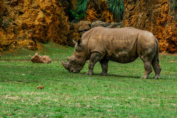 Fototapeta premium rhino in the grass
