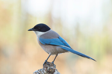 Pega azul, ave relativamente esguia, de dimensão média cauda comprida e batimento de asas em voo muito rápido.