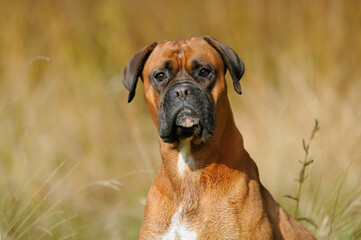 Boxer Dog portrait