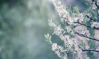  A flowering branch on a green background with the rays of the sun.