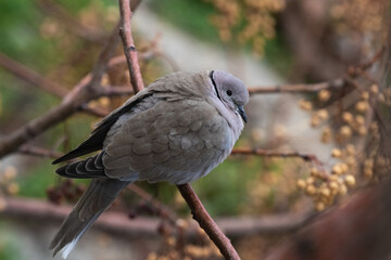 Streptopelia decaocto, or Collared dove on a branch.