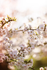 zarte rosa Kirschblüten am Kirschbaum im Sonnenschein