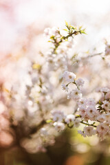 zarte rosa Kirschblüten am Kirschbaum im Sonnenschein