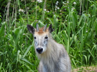 Fototapeta premium 二ホンカモシカ・６月・秋田市