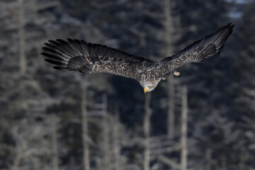 オジロワシが狙う
