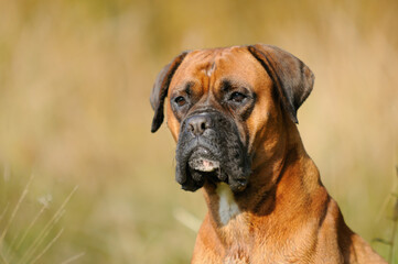 Obraz premium Boxer Dog portrait