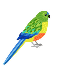 Tropical parrot. Cartoon beautiful flying australian character, bird with beautiful colorful feathers, vector illustration of orange bellied parrot isolated on white background