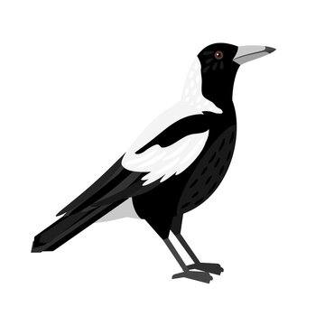 Traditional magpie. Cartoon flying bird, beautiful character of ornithology, vector illustration of crow with white feathers isolated on white background