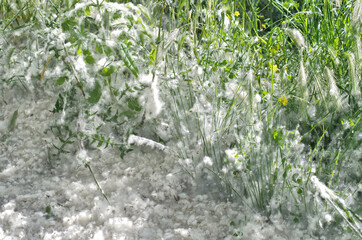 a white pollen invasion