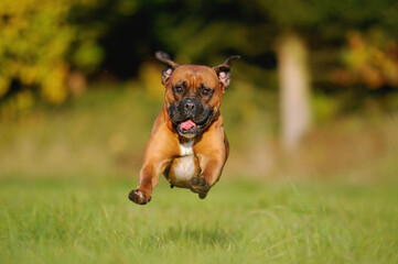 Boxer Dog jumps