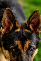 German shepherd lying on the grass in the park.