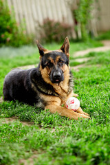 German shepherd lying on the grass in the park.
