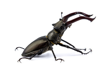 Stag beetle huge insect