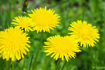 Beautiful yellow flowers dandelions. Flowering. Close-up. Top view. Background. Texture. Scenery.