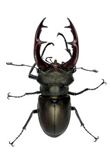 Stag beetle huge insect