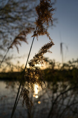 sunset over the river focus on the foreground
