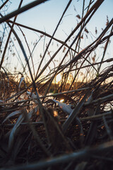 sunset over river with wood in the foreground