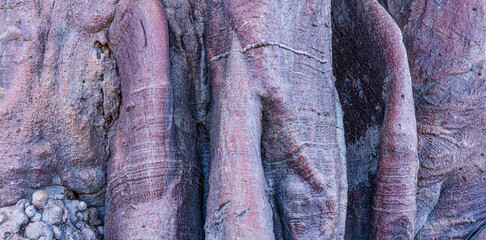 Close-up of the bark of a Baobab tree (adansonia digitata)