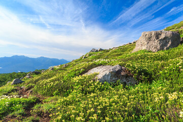 上川町　高山植物咲く大雪山