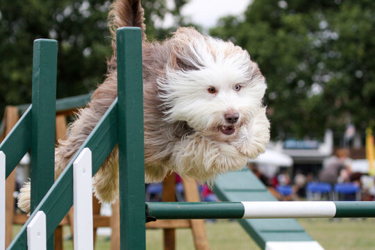 Bearded Collie competing in agility