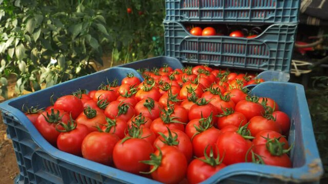 commercial tomato production. harvesting ripe red tomatoes. fresh vegetable crops in the box, agriculture farming. organic fresh harvest in vegetable garden, nutrition. tomatoes transportation.
