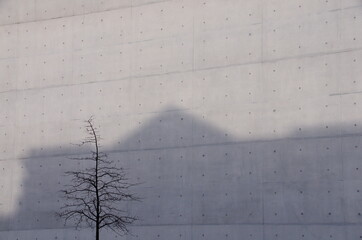 Schatten des Reichstages am Paul-Löbe-Haus und kahler Baum