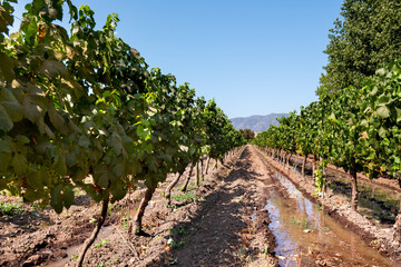 Fototapeta na wymiar Vineyard at Colchagua valley in Chile