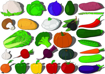 set of vegetables vector illustration