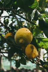 Limones amarillos en el árbol vista desde abajo 