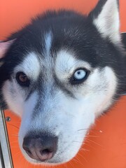 siberian husky dog