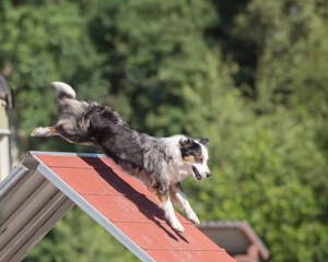 Australian shepherd climbs over an a-frame on dog agility course