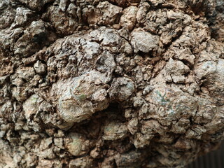 the detail of tree burl design for wooden growth background close-up and bright