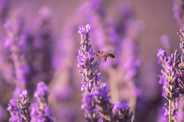abeja volando en un campo de lavandas para hacer perfumes y aromas en boutiques, campos de lavanda en valensole, Francia 