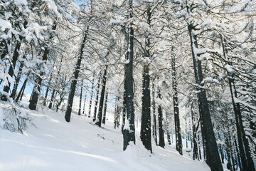 Winterwald am Hang