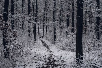 Winter forest. Path among trees leading deeper into the forest