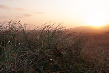 Dünengras im Nebel, morgens am Strand