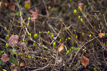 The cherry blossoms of spring in Hangzhou