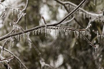 Tree branches covered in a glaze of ice from freezing rain the winter of 2021. The freezing rain forms ice and icicles on surface contact.