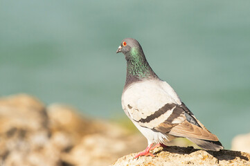 Pombo-das-rochas