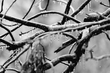 Tree branches covered in a glaze of ice from freezing rain the winter of 2021. The freezing rain forms ice and icicles on surface contact.