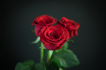 Three red roses on a dark background. Red roses are often given as a symbol of love on Valentine's Day.