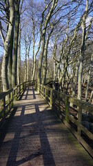 a wooden trail, Mons Klint, Denmark, March