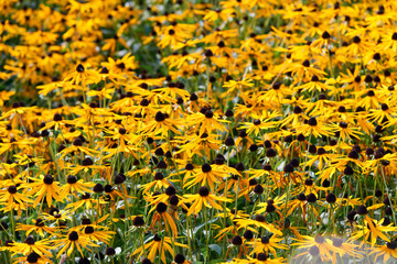 Field of yellow flowers of orange coneflower also called rudbeckia, perennial black-eyed susan. Latin name - Rudbeckia hirta.