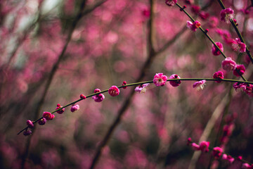 The cherry blossoms of spring in Hangzhou