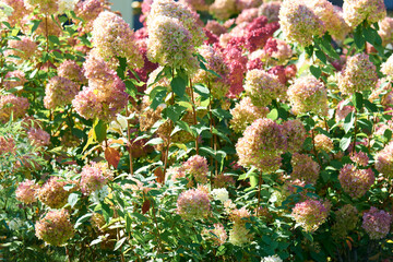 Pink flowers of hydrangea paniculata Vanilla Fraise in the garden. Spring time, summer sunny days. Postcard. Hydrangeas blooming. Blossom in garden. Selective focus, close up.