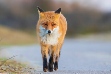 Wild red fox, Vulpes Vulpes, crossing a road