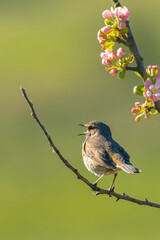 Closeup of a blue-throat bird male Luscinia svecica cyanecula singing
