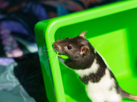 Cute Pet Rats Peaking Around The Corner Of Tub