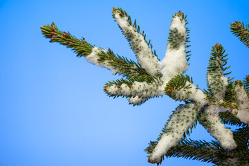 Snow covered pine tree branch with green needles studio shot isolated on blue background